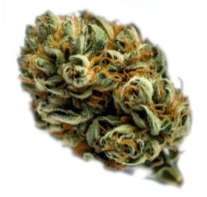 CBD Flower